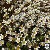 Saxifraga x arendsii 'Buttercream' - Arendsi kivirik 'Buttercream' P11/0,75L